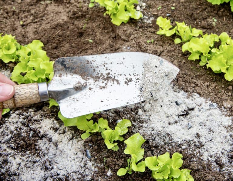 gardener using wood ash to grow plants